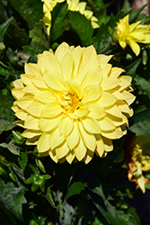 Hypnotica Yellow Dahlia (Dahlia 'Hypnotica Yellow') at Stonegate Gardens