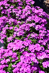 Gisele Violet Phlox (Phlox 'KAZI14828') at Stonegate Gardens