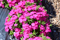 Gisele Hot Pink Phlox (Phlox 'KAZI14826') at Stonegate Gardens