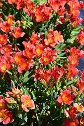 Colorita Amina Alstroemeria (Alstroemeria 'Zapriamin') at Stonegate Gardens