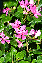 Soiree Kawaii Double Pink Vinca (Catharanthus roseus 'Soiree Kawaii Double Pink') at Stonegate Gardens