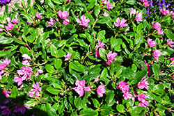 Soiree Kawaii Double Pink Vinca (Catharanthus roseus 'Soiree Kawaii Double Pink') at Stonegate Gardens