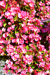Sprint Plus Rose Begonia (Begonia 'Sprint Plus Rose') at Stonegate Gardens