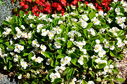 Sprint Plus White Begonia (Begonia 'Sprint Plus White') at Stonegate Gardens