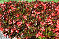 Big Red Bronze Leaf Begonia (Begonia 'Big Red Bronze Leaf') at Lakeshore Garden Centres