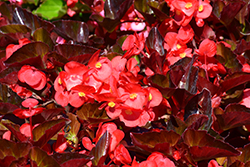 Big Red Bronze Leaf Begonia (Begonia 'Big Red Bronze Leaf') at Lakeshore Garden Centres