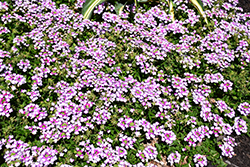 BeBop Lavender Verbena (Verbena 'KLEVP13452') at Stonegate Gardens