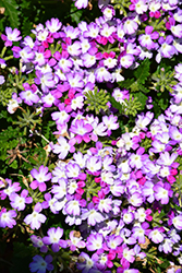 BeBop Lavender Verbena (Verbena 'KLEVP13452') at Stonegate Gardens