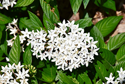 HoneyCluster White Star Flower (Pentas lanceolata 'Honey Cluster White') at Stonegate Gardens