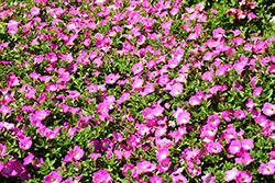 Opera Supreme Pink Morn Petunia (Petunia 'Opera Supreme Pink Morn') at Stonegate Gardens