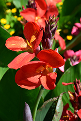 South Pacific Red Canna (Canna 'South Pacific Red') at Stonegate Gardens