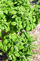 SimplyHerbs Try Basil (Ocimum basilicum 'Try Basil') at Stonegate Gardens