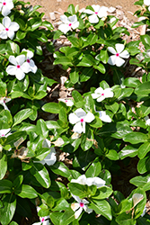Mega Bloom Polka Dot Vinca (Catharanthus roseus 'Mega Bloom Polka Dot') at Stonegate Gardens