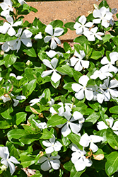Mega Bloom White Vinca (Catharanthus roseus 'Mega Bloom White') at Stonegate Gardens
