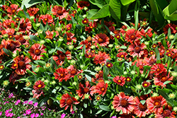 SpinTop Yellow Touch Blanket Flower (Gaillardia aristata 'SpinTop Yellow Touch') at Lakeshore Garden Centres