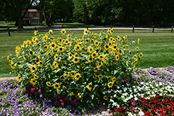 Sunfinity Sunflower (Helianthus 'Sunfinity') at Stonegate Gardens