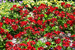 Calliope Medium Dark Red Geranium (Pelargonium 'Calliope Medium Dark Red') at Stonegate Gardens