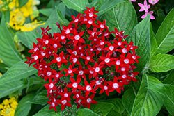HoneyCluster Red Star Flower (Pentas lanceolata 'Honey Cluster Red') at Stonegate Gardens