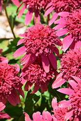 Double Scoop Bubble Gum Coneflower (Echinacea 'Balscblum') at Lakeshore Garden Centres