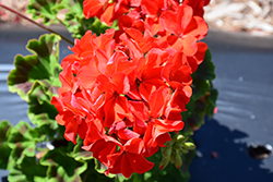 Pinto Premium Deep Scarlet Geranium (Pelargonium 'Pinto Premium Deep Scarlet') at Stonegate Gardens