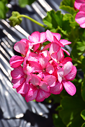 Maverick Violet Picotee Geranium (Pelargonium 'Maverick Violet Picotee') at Lakeshore Garden Centres