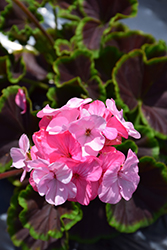 BullsEye Light Pink Geranium (Pelargonium 'BullsEye Light Pink') at Stonegate Gardens