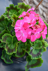 Maverick Pink Geranium (Pelargonium 'Maverick Pink') at Lakeshore Garden Centres
