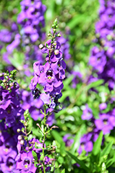 Carita Purple Angelonia (Angelonia angustifolia 'Carita Purple') at Lakeshore Garden Centres