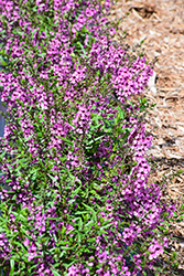 Sungelonia Deep Pink Angelonia (Angelonia angustifolia 'Sungelonia Deep Pink') at Lakeshore Garden Centres