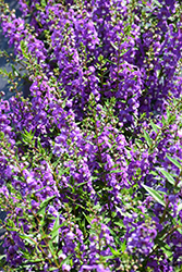 Statuesque Blue Angelonia (Angelonia angustifolia 'Statuesque Blue') at Stonegate Gardens