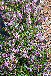 Pinstripe Vintage Pink Angelonia (Angelonia angustifolia 'Pinstripe Vintage Pink') at Stonegate Gardens