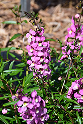 AngelMist Spreading Pink Angelonia (Angelonia angustifolia 'Balangspini') at Stonegate Gardens