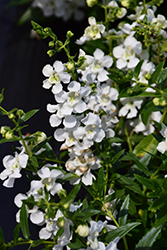 AngelMist Spreading White Angelonia (Angelonia angustifolia 'Balangspri') at Stonegate Gardens