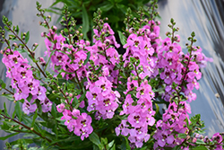 Archangel Pink Angelonia (Angelonia angustifolia 'Balarcorpin') at A Very Successful Garden Center