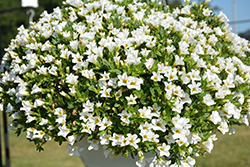 Lindura White Calibrachoa (Calibrachoa 'Lindura White') at Stonegate Gardens