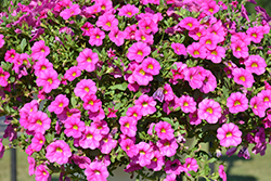 Unique Pink Calibrachoa (Calibrachoa 'Unique Pink') at Stonegate Gardens