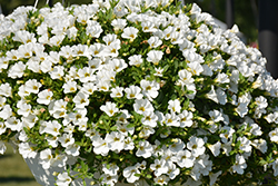 Superbells White Calibrachoa (Calibrachoa 'Balcal14141') at Stonegate Gardens