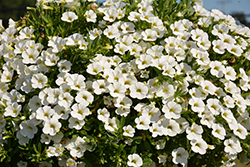 Calitastic White Calibrachoa (Calibrachoa 'Wecacaliwe') at Stonegate Gardens