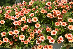 Callie Peach Calibrachoa (Calibrachoa 'Callie Peach') at Stonegate Gardens