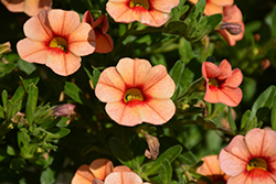 Callie Peach Calibrachoa (Calibrachoa 'Callie Peach') at Stonegate Gardens