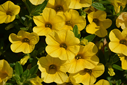 Superbells Yellow Calibrachoa (Calibrachoa 'Balcal1004') at Stonegate Gardens