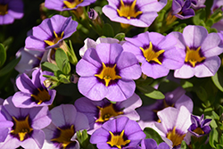 Superbells Evening Star Calibrachoa (Calibrachoa 'BBCAL87705') at Lakeshore Garden Centres