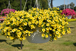 Lindura Yellow Calibrachoa (Calibrachoa 'Lindura Yellow') at Stonegate Gardens