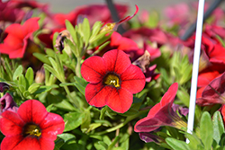 Lindura Red Calibrachoa (Calibrachoa 'Lindura Red') at Stonegate Gardens
