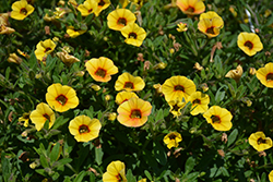 Superbells Saffron Calibrachoa (Calibrachoa 'Superbells Saffron') at Stonegate Gardens