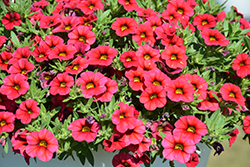 Calipetite Red Calibrachoa (Calibrachoa 'Calipetite Red') at Stonegate Gardens