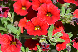 Million Bells Mounding Compact Deep Red Calibrachoa (Calibrachoa 'Million Bells Mounding Compact Deep Red') at Stonegate Gardens