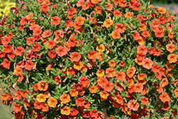 Callie Orange Sunrise Calibrachoa (Calibrachoa 'Callie Orange Sunrise') at Stonegate Gardens