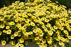 Million Bells Mounding Compact Yellow Calibrachoa (Calibrachoa 'Million Bells Mounding Compact Yellow') at Stonegate Gardens