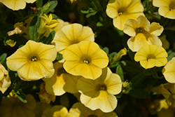 Million Bells Mounding Compact Yellow Calibrachoa (Calibrachoa 'Million Bells Mounding Compact Yellow') at Stonegate Gardens